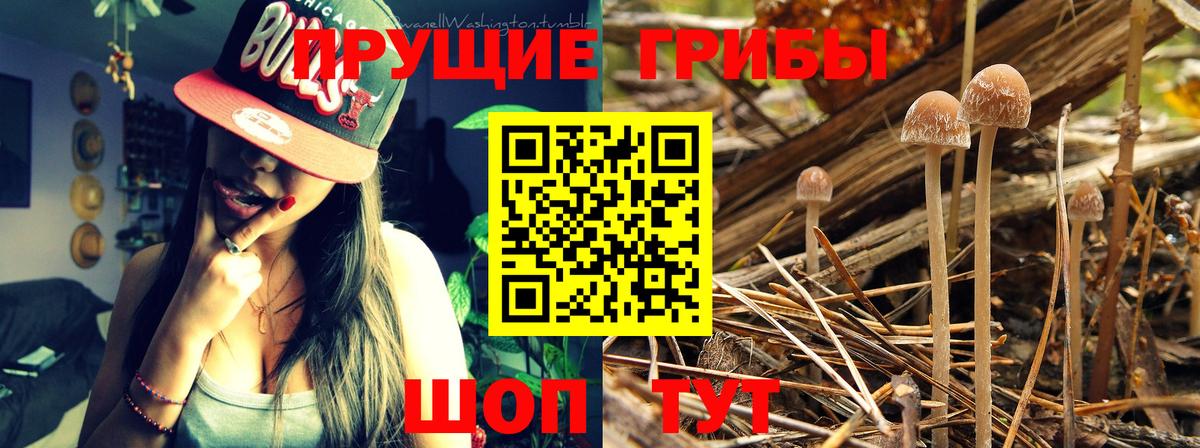 магазин продажи наркотиков  Вход с VPN  Сочи  Галлюциногенные грибы Psilocybe 